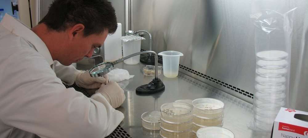 Research technician examining an endophyte sample