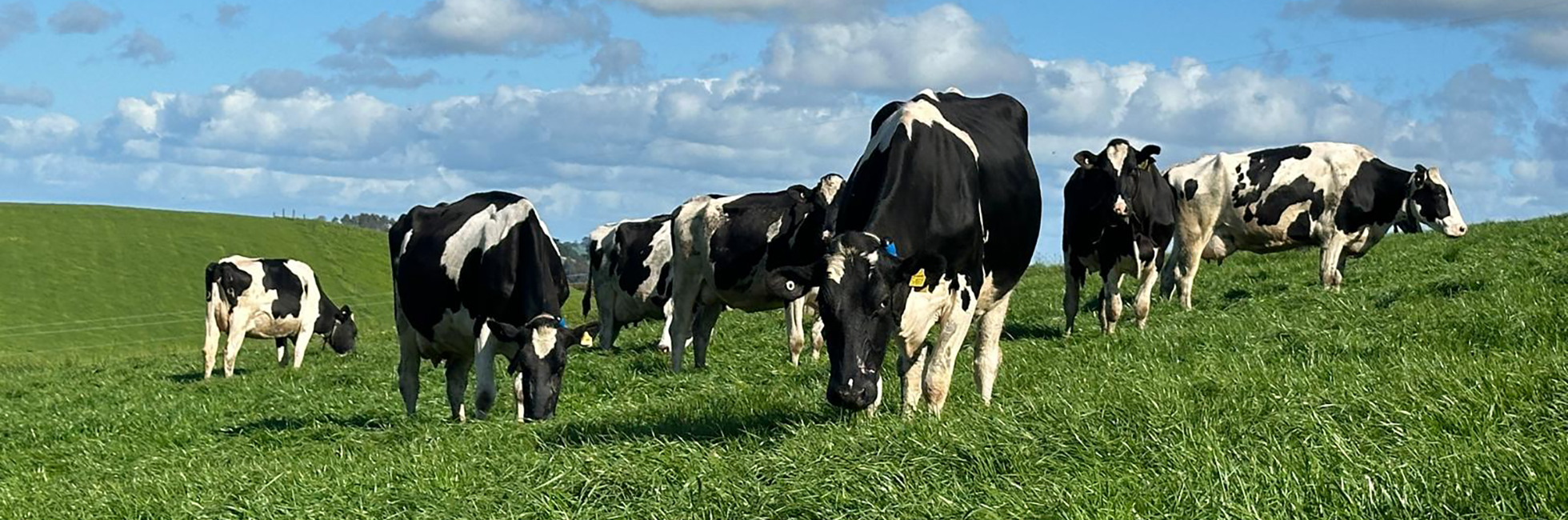 Case Study – Matt Loader – South Gippsland – Stampede CM142