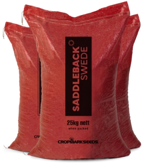 Saddleback