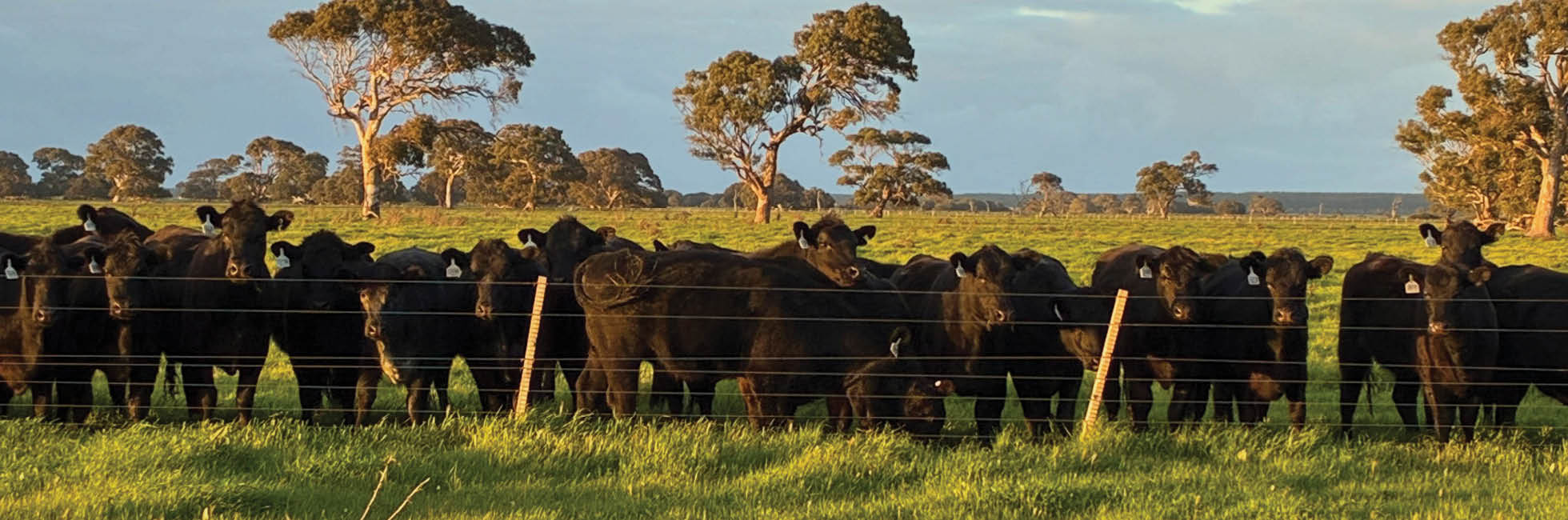 Case Study – James Starling – South Australia – Dash Annual Ryegrass