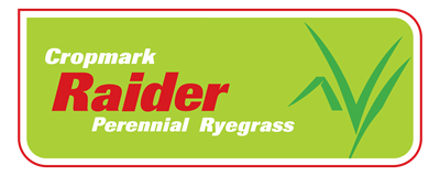 Raider Perennial Ryegrass