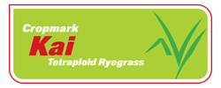 Kai Tetraploid Perennial Ryegrass
