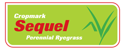 Sequel Enhanced® Perennial Ryegrass