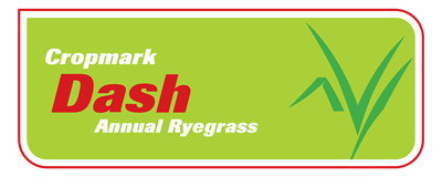Dash Annual Ryegrass