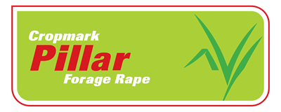 Pillar Forage Rape