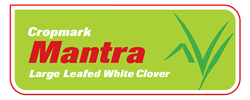 Mantra White Clover (large leafed)