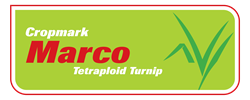 Marco Tetraploid Turnip