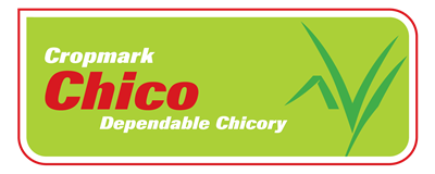 Chico Dependable Chicory
