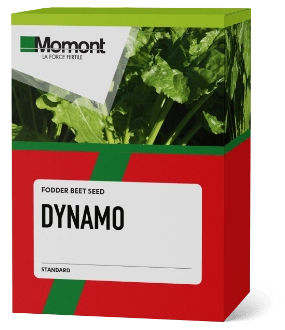 Dynamo
