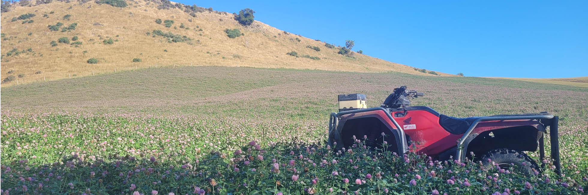 Case study – Mitchell family, South Otago – clover