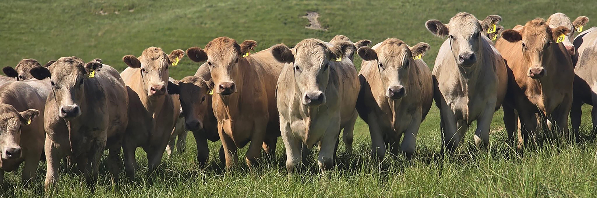 Case study – Simon Corkill – North Waikato – Stampede CM142