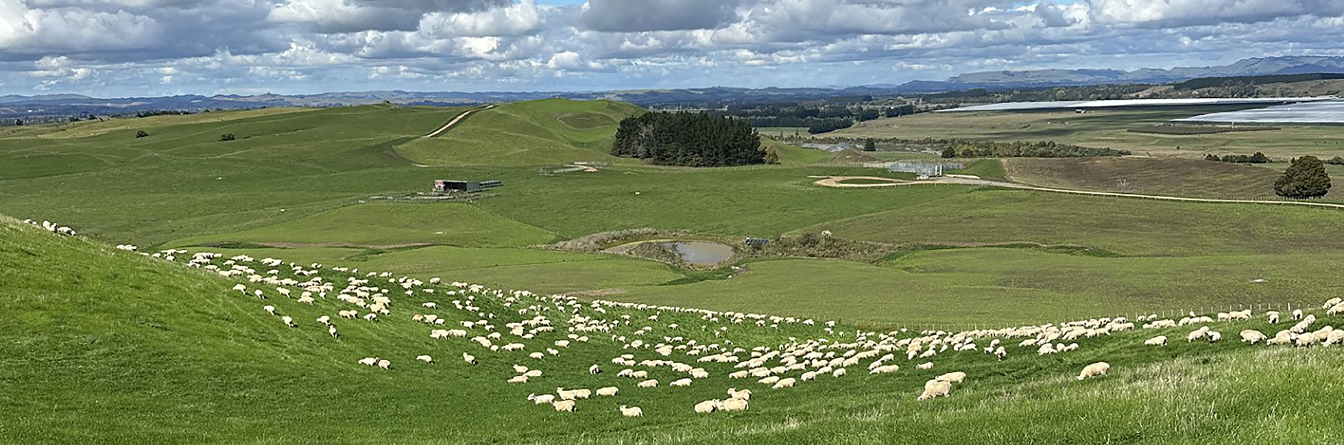 Case study – Springvale Station – Hawkes Bay – Stampede CM142