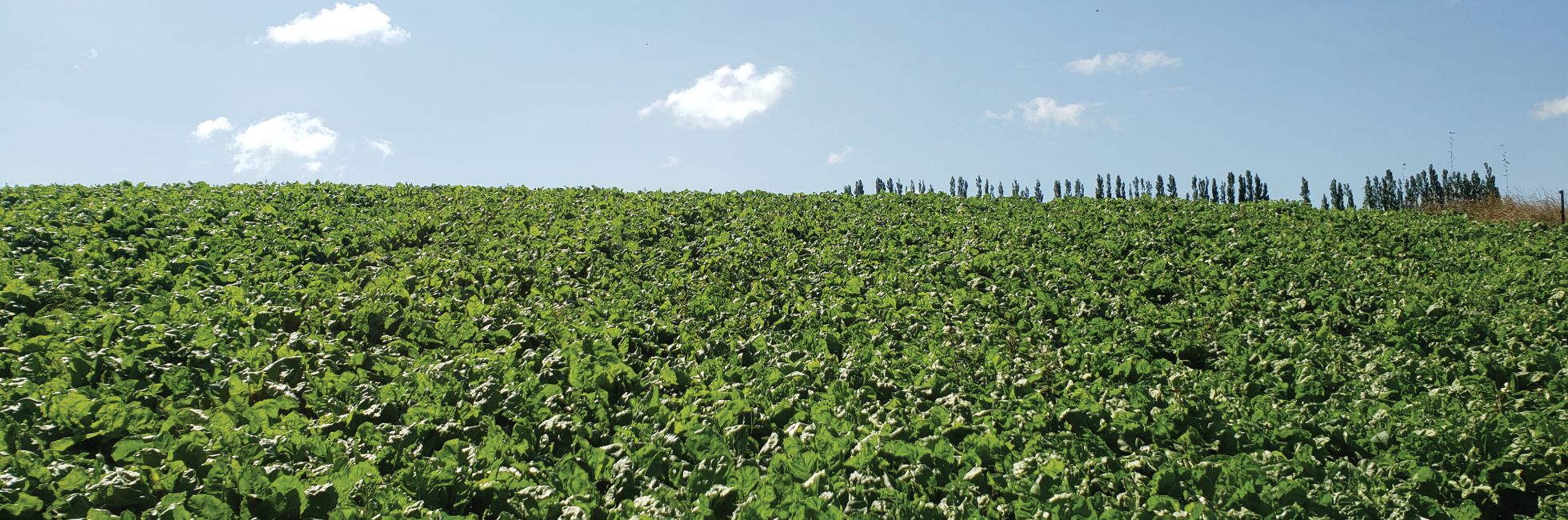 Navigating the transition: Best practice guidelines for fodder beet and brassica