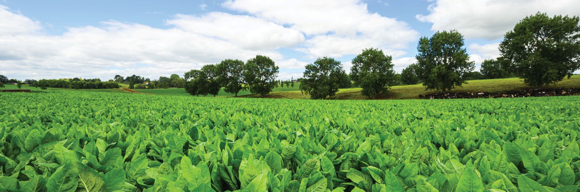 Summer forage crop options