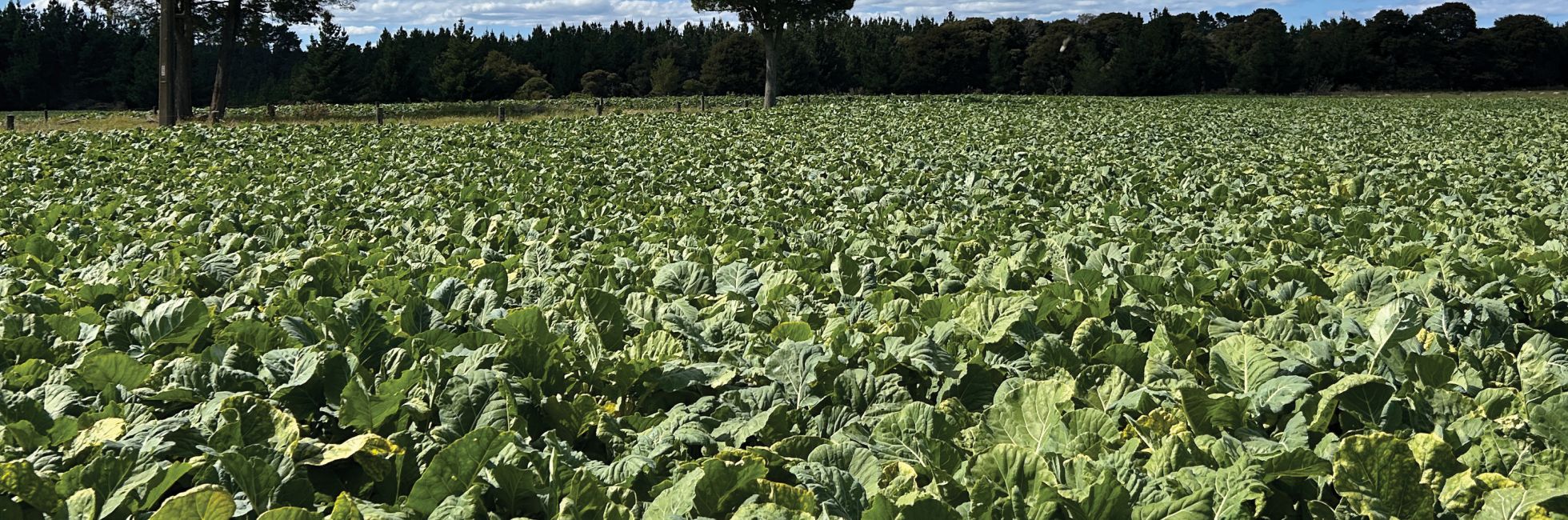 Winter crop options