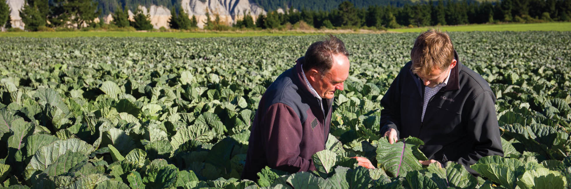 Forage crop husbandry