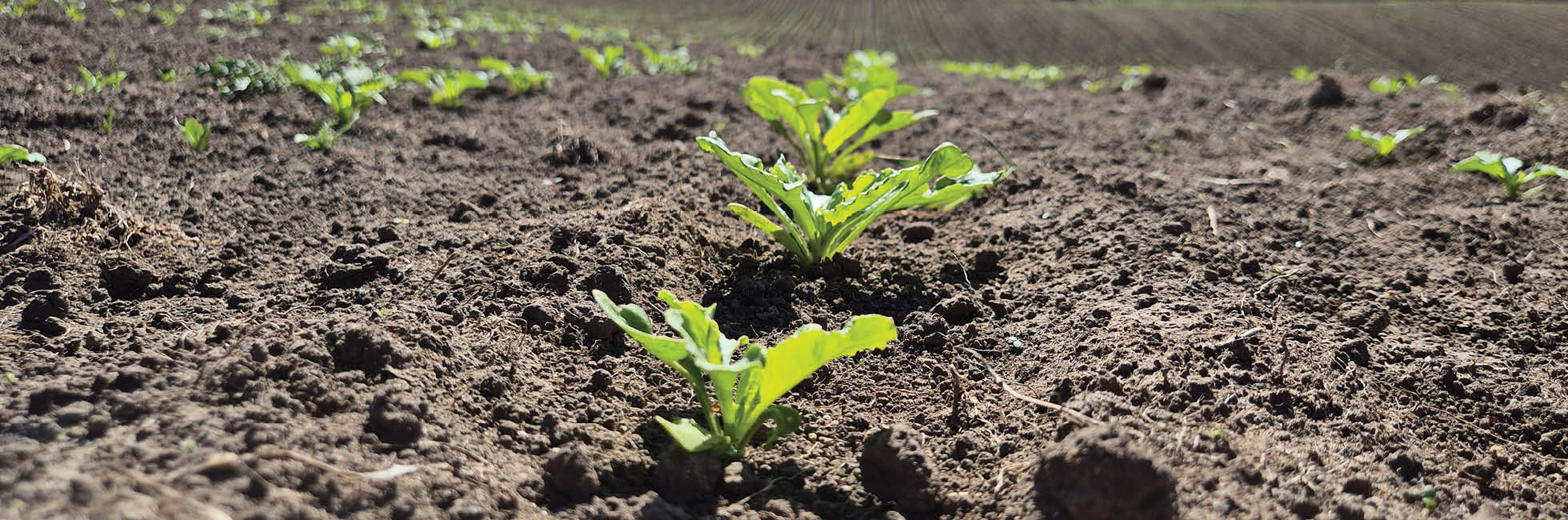 Fodder beet establishment