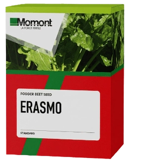 Erasmo